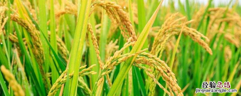 绥粳23水稻品种简介 绥粳30水稻品种介绍