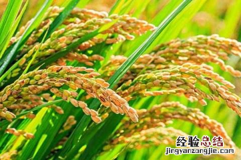 绥粳23水稻品种简介 绥粳30水稻品种介绍
