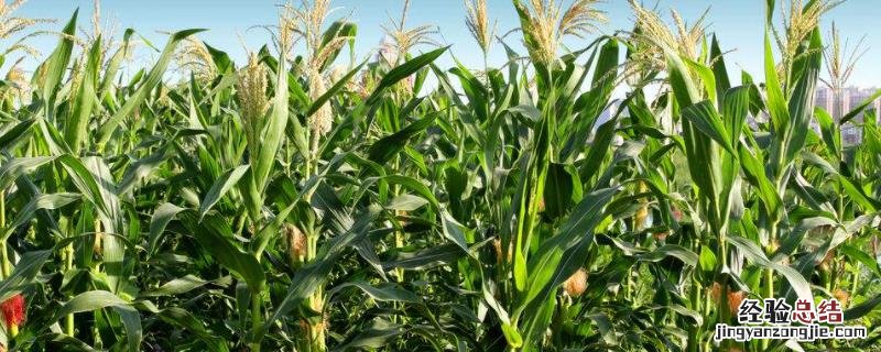 益农玉12玉米种介绍，附简介 机玉12玉米品种