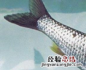 鱼的食疗与药用 叶结鱼食疗功效有哪些