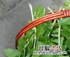 樱桃萝卜叶子怎么吃 萝卜叶子怎么吃