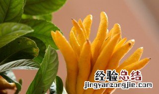 佛手柑功效 佛手柑功效这么好
