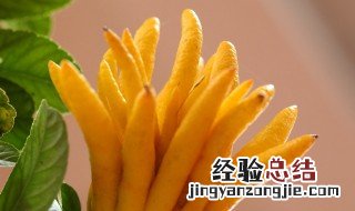 潮汕佛手柑怎么吃 佛手柑怎么吃