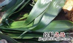 干粽子叶怎么处理才能包粽子 干粽子叶怎么处理