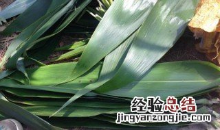 干粽子叶怎么处理才能包粽子 干粽子叶怎么处理