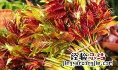 鲜香椿的保存方法 鲜香椿如何保鲜