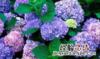 一月生日花语和送花意义 生日礼物花语