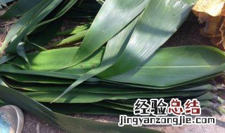 粽子叶煮多长时间好 粽子叶煮多长时间好