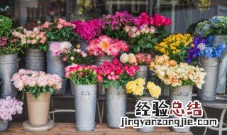 六月生日花语和祝福含义 六月的花语