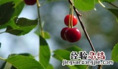 鲁樱三号大樱桃什么时候成熟 樱桃什么时候成熟