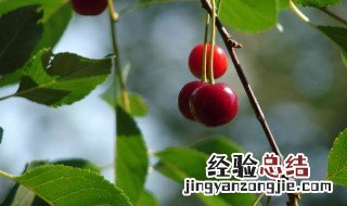 鲁樱三号大樱桃什么时候成熟 樱桃什么时候成熟