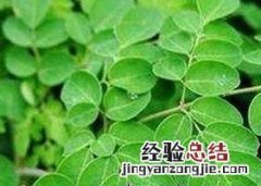 辣木叶茶的作用 印度辣木茶叶的功效