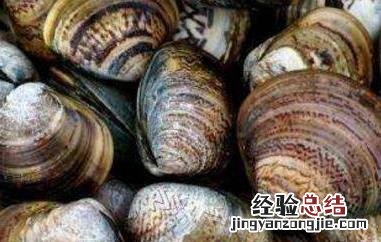 文蛤如何清洗最干净图解 文蛤如何清洗最干净