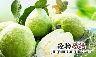 芭乐可以连皮吃吗 芭乐可以吃皮么