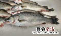 加州鲈鱼是淡水鱼还是海水鱼 鲈鱼是淡水鱼还是海水鱼