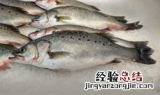 加州鲈鱼是淡水鱼还是海水鱼 鲈鱼是淡水鱼还是海水鱼
