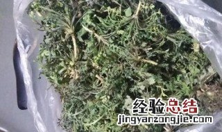 荠菜的辨别方法 荠菜辨认方法