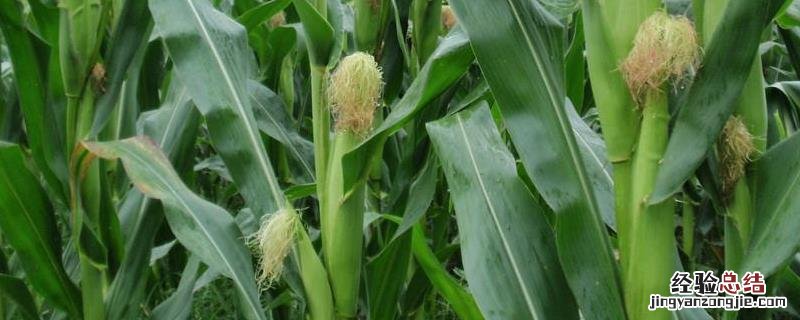 蒙发7号玉米种子介绍，附简介 蒙发七号玉米种有什么特性