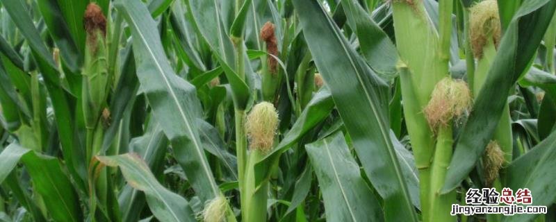 兆育11玉米种介绍 兆育11玉米品种