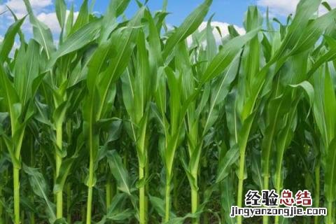 兆育11玉米种介绍 兆育11玉米品种