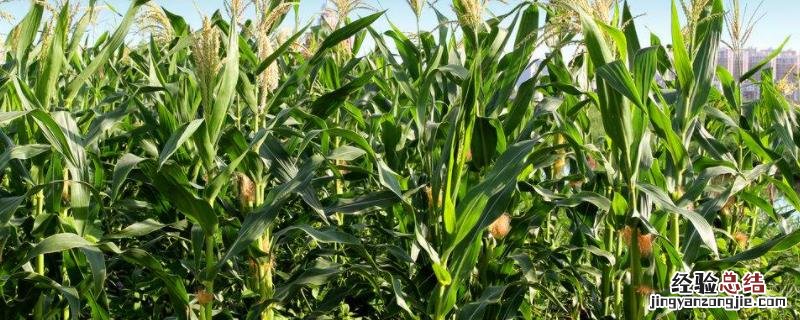 万盛69玉米种生长特性，附简介 万盛69玉米品种怎么样