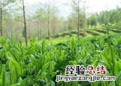 铁观音茶叶的功效与作用及禁忌 茶叶的功效与作用及禁忌