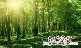 森林的作用 森林的作用作文600字
