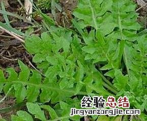 荠菜的营养价值与功效 荠菜的营养价值和功效