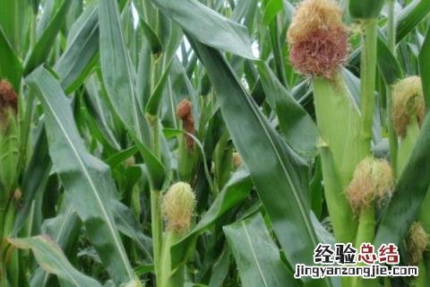 优质玉米种 优质玉米种子公司全国500强排行榜