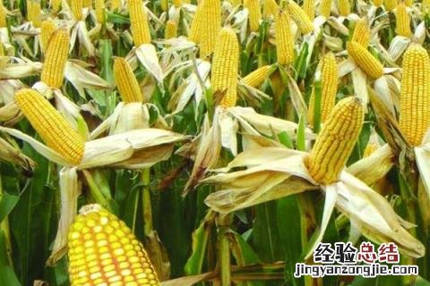 优质玉米种 优质玉米种子公司全国500强排行榜