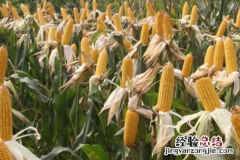 优质玉米种 优质玉米种子公司全国500强排行榜