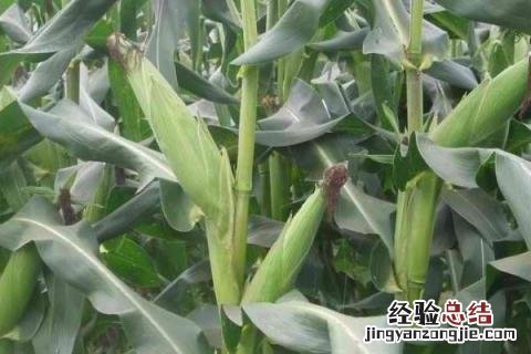 优质玉米种 优质玉米种子公司全国500强排行榜