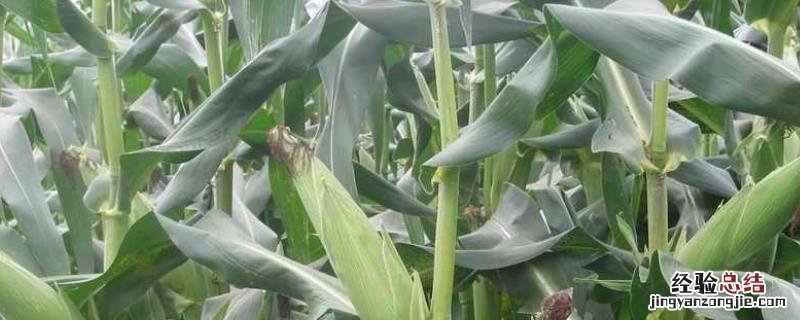 乐盈818玉米特点,附简介 乐盈818玉米品种介绍