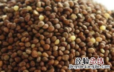 紫苏子粥的功效与作用 紫苏子的功效与作用