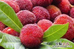 杨梅是热性水果还是寒性水果 杨梅是凉性还是热性水果