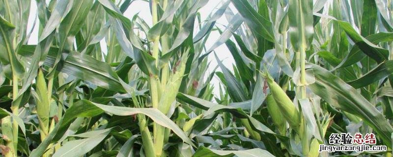沃玉3号玉米种抗倒吗 沃玉3号玉米夏播生育期,附简介