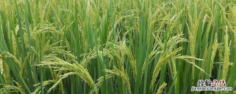 三江六号水稻品种的介绍 三江6号水稻介绍