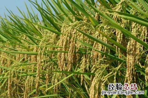 三江六号水稻品种的介绍 三江6号水稻介绍