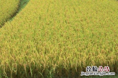 卓越六号水稻品种 卓越六号水稻品种特征