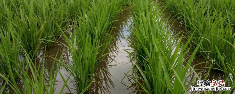 卓越六号水稻品种 卓越六号水稻品种特征