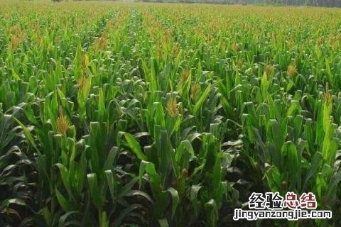 柳麦618小麦品种怎么样 柳麦618小麦品种