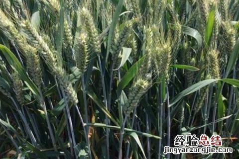 柳麦618小麦品种怎么样 柳麦618小麦品种