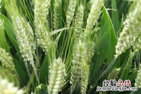 柳麦618小麦品种怎么样 柳麦618小麦品种