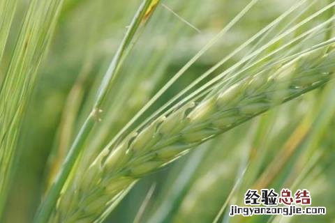 中信麦78小麦品种简介 中信麦78号小麦品种介绍