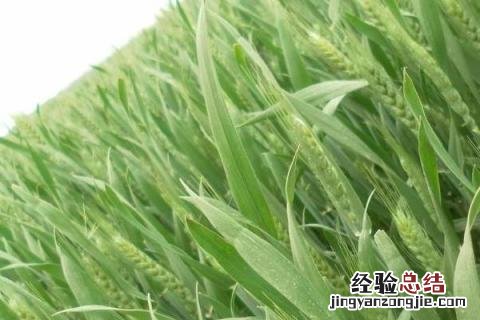 中信麦78小麦品种简介 中信麦78号小麦品种介绍