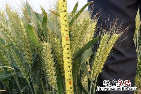 平安11号小麦品种介绍 平安11号小麦种简介