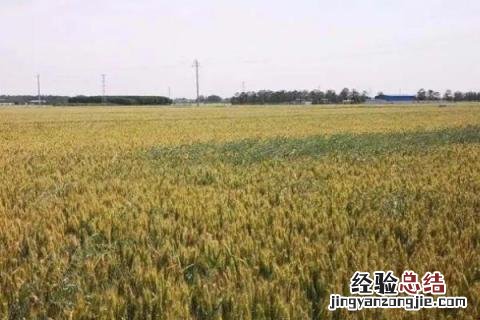 平安11号小麦品种介绍 平安11号小麦种简介
