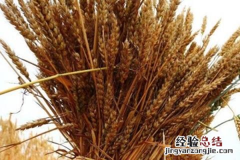 平安11号小麦品种介绍 平安11号小麦种简介