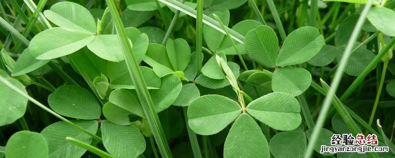 俗称草籽的叫什么野菜 草籽菜学名叫什么