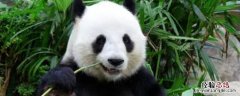 大熊猫吃的竹子叫什么树 大熊猫吃的竹子叫什么